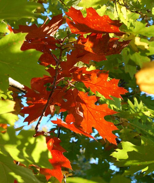 Hartsholme Country Park, Lincolnshire
