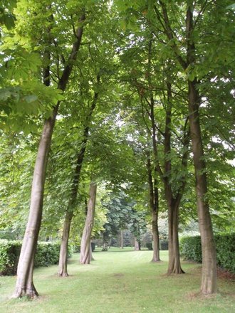 Whipsnade Tree Cathedral, Bedfordshire