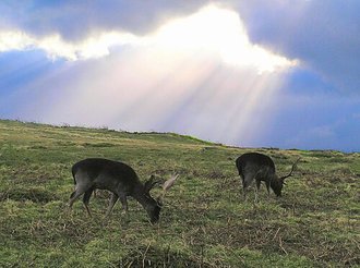 Bradgate Park, Leicestershire